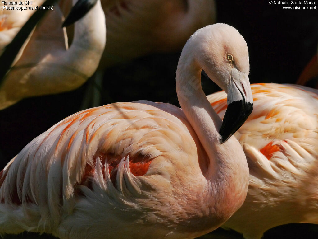 Flamant du Chiliadulte, identification, portrait, Comportement