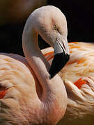 Chilean Flamingo