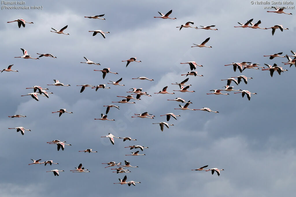 Lesser Flamingo, Flight