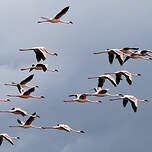 Flamant nain