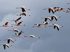 Lesser Flamingo