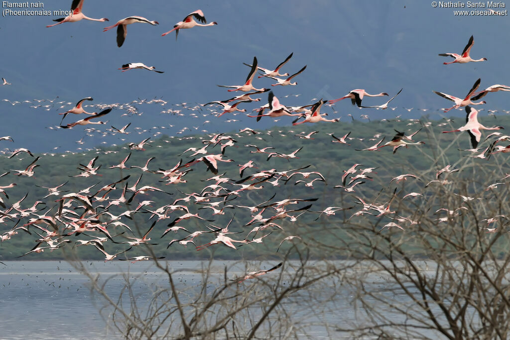 Lesser Flamingoadult