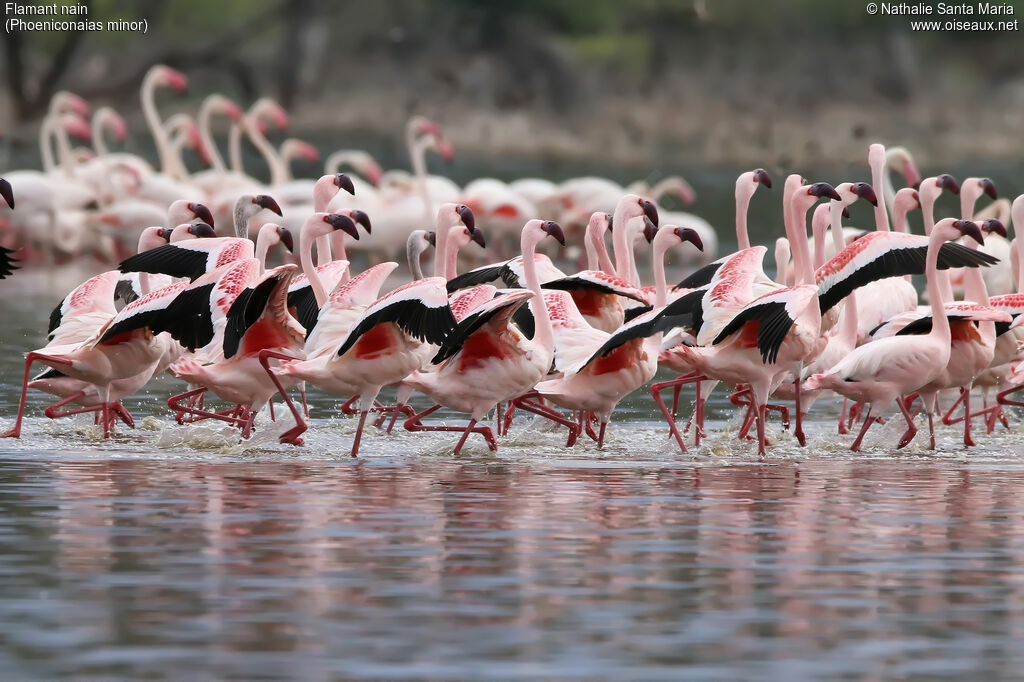 Lesser Flamingoadult, habitat, walking