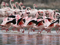 Lesser Flamingo