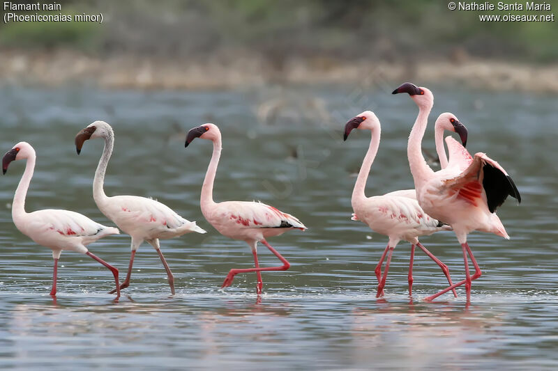 Lesser Flamingoadult, identification, habitat, walking