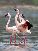 Lesser Flamingo