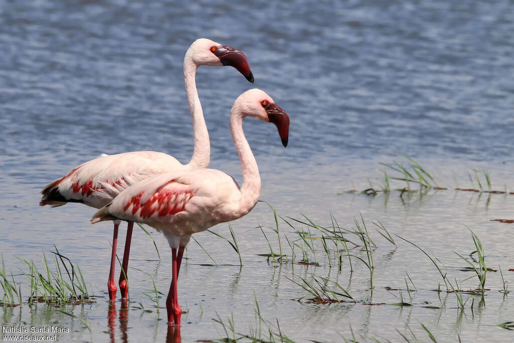 Flamant nainadulte nuptial