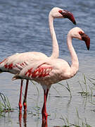 Lesser Flamingo