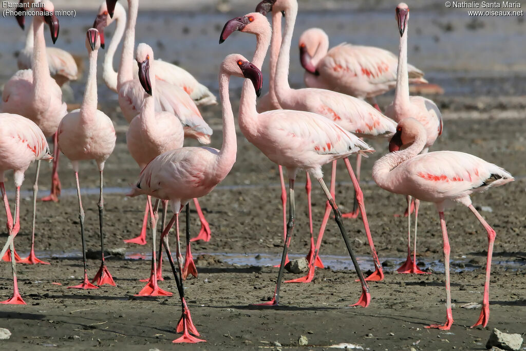 Lesser Flamingo, habitat, walking