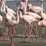Flamant nain