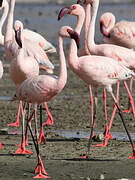 Lesser Flamingo