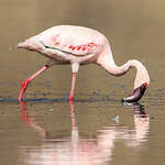 Flamant nain
