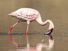 Flamant nain