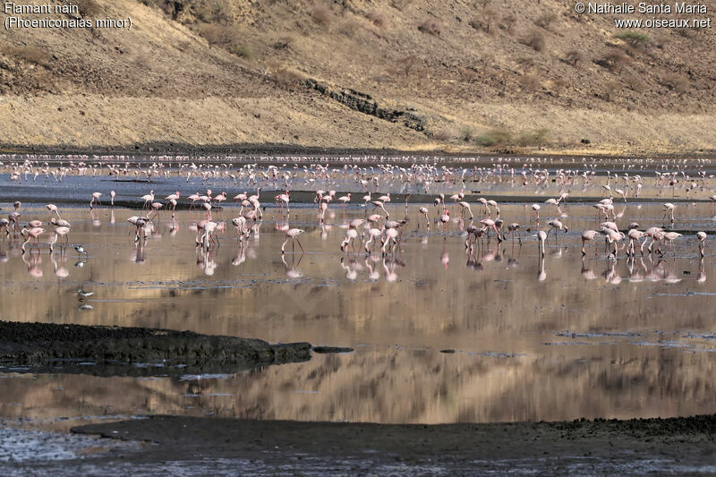 Lesser Flamingoadult, habitat, eats