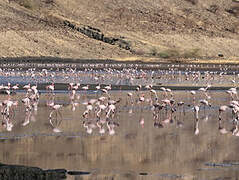 Lesser Flamingo