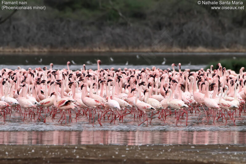 Lesser Flamingo, habitat, walking