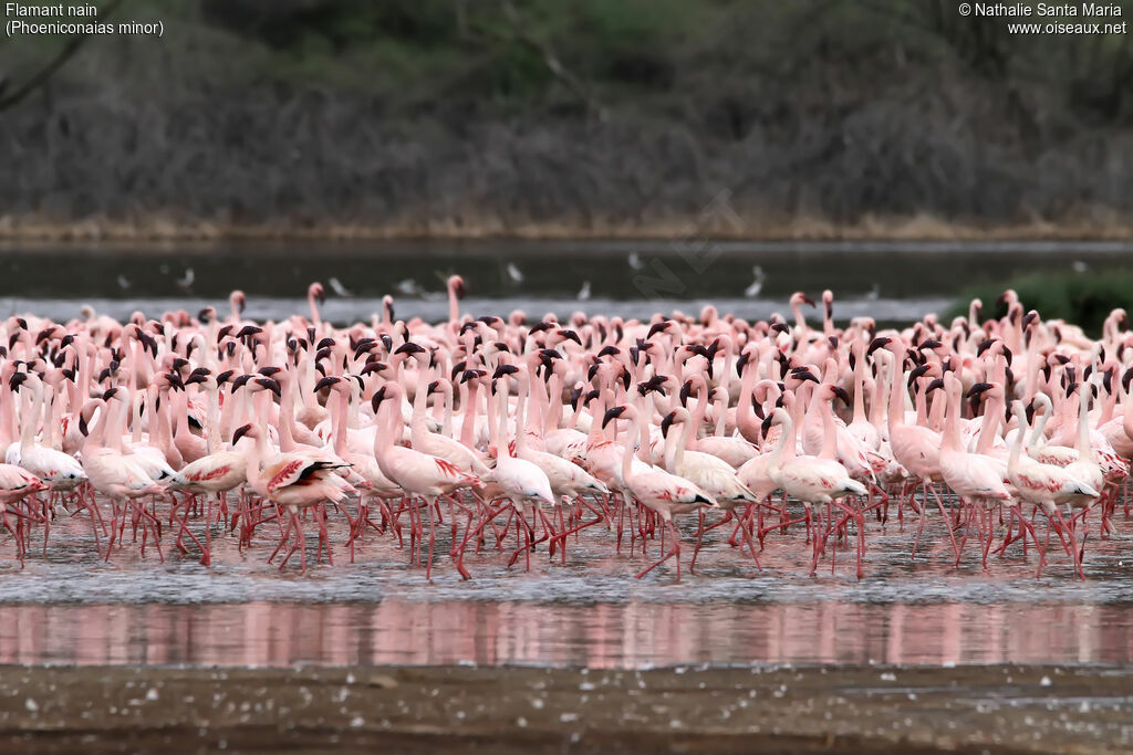 Flamant nain, habitat, marche