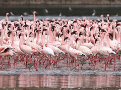 Lesser Flamingo