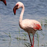 Flamant nain