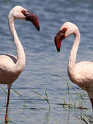 Lesser Flamingo