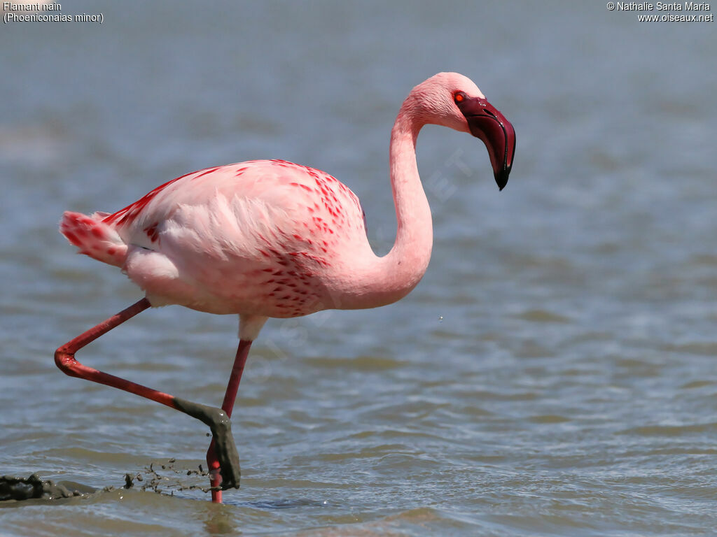 Flamant nainadulte, identification, marche, Comportement