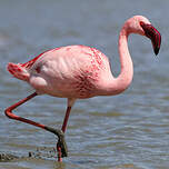 Flamant nain