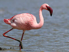 Lesser Flamingo