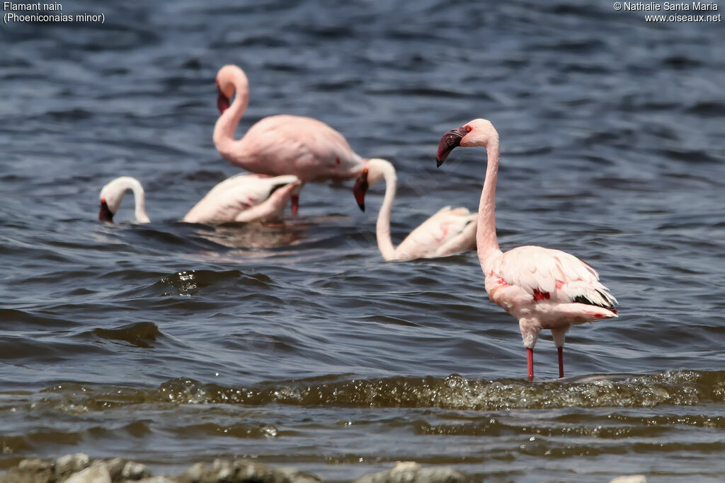 Lesser Flamingoadult, identification, habitat