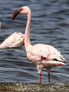 Lesser Flamingo