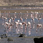 Flamant nain