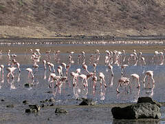 Lesser Flamingo