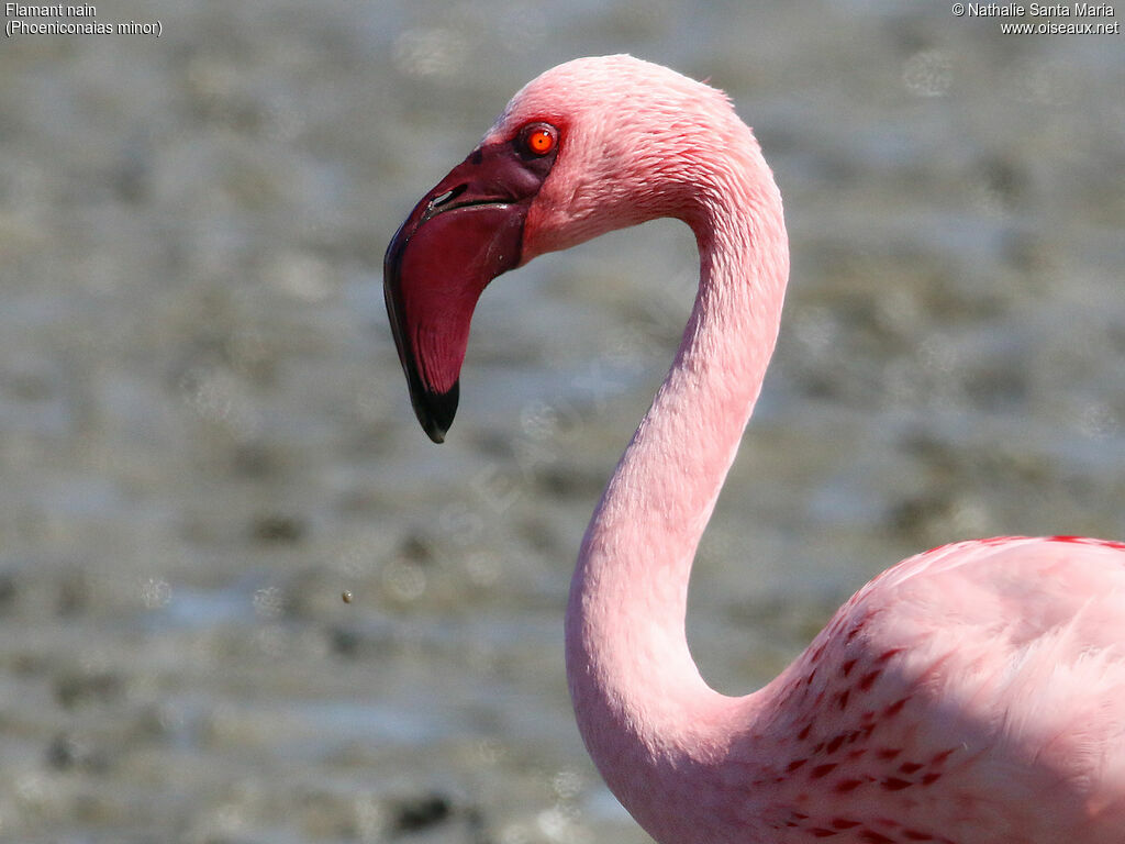 Flamant nainadulte nuptial, identification, portrait, marche, Comportement