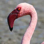 Flamant nain