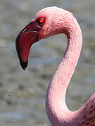 Lesser Flamingo