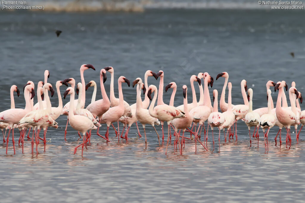 Lesser Flamingo, habitat, walking