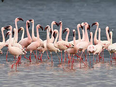 Lesser Flamingo