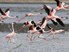 Lesser Flamingo