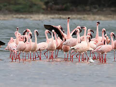 Lesser Flamingo