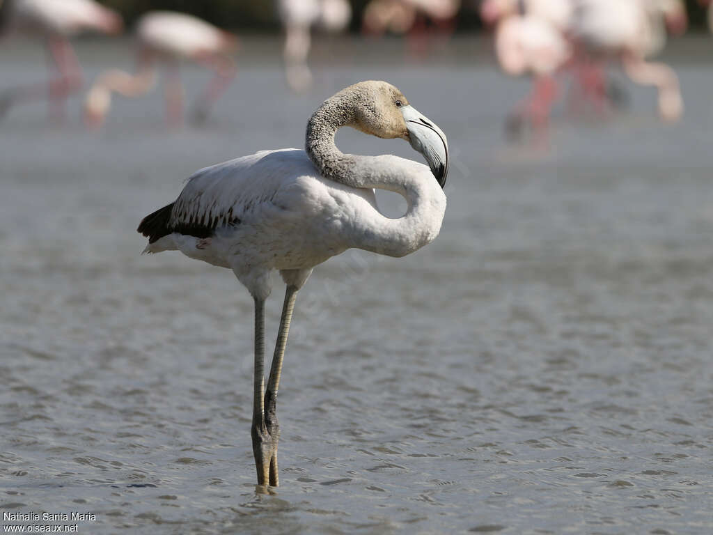 Greater Flamingoimmature, identification, Behaviour