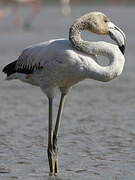 Greater Flamingo