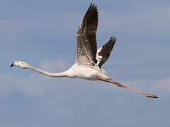 Flamant rose