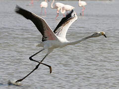 Flamant rose