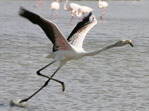 Flamant rose