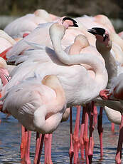 Flamant rose