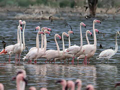 Greater Flamingo