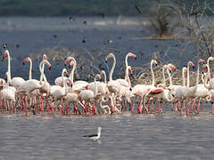 Flamant rose