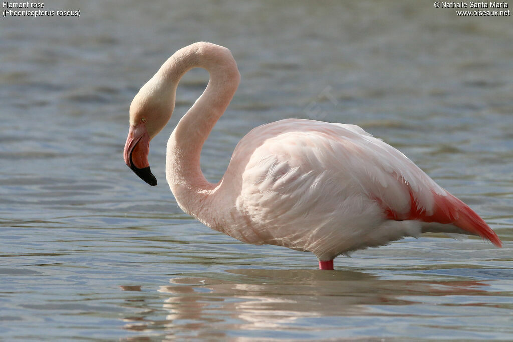 Flamant roseadulte, identification, habitat, Comportement