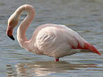 Flamant rose