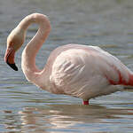 Flamant rose