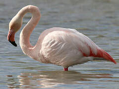 Greater Flamingo